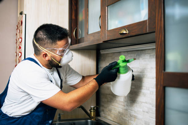 Wasp Removal Services in Eyota, MN