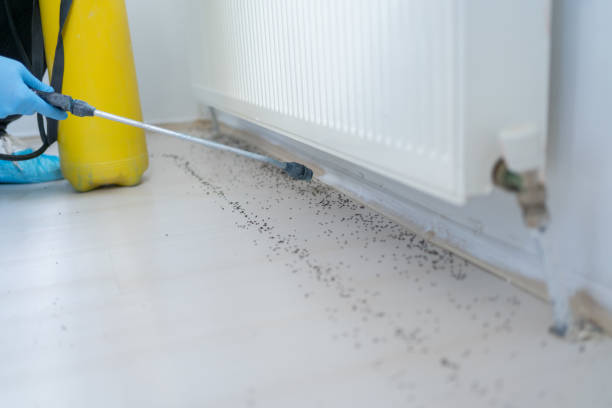 Best Termite Control Services  in Eyota, MN